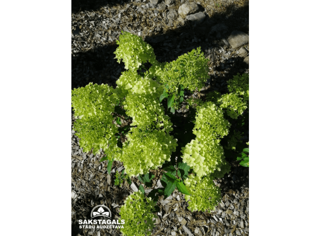 Hydrangea paniculata   MOJITO = 'Grhp10'